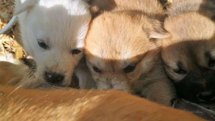 Quoi nourrir un chien qui allaite pour augmenter le lait