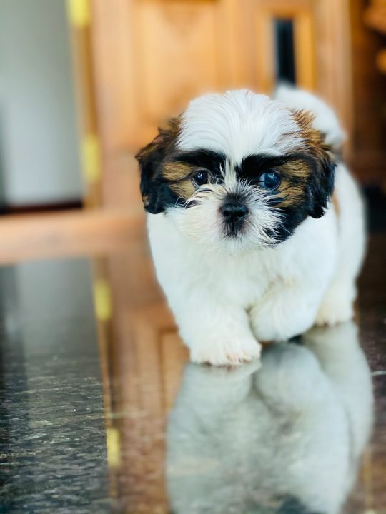 cucciolo di shih tzu bianco e marrone