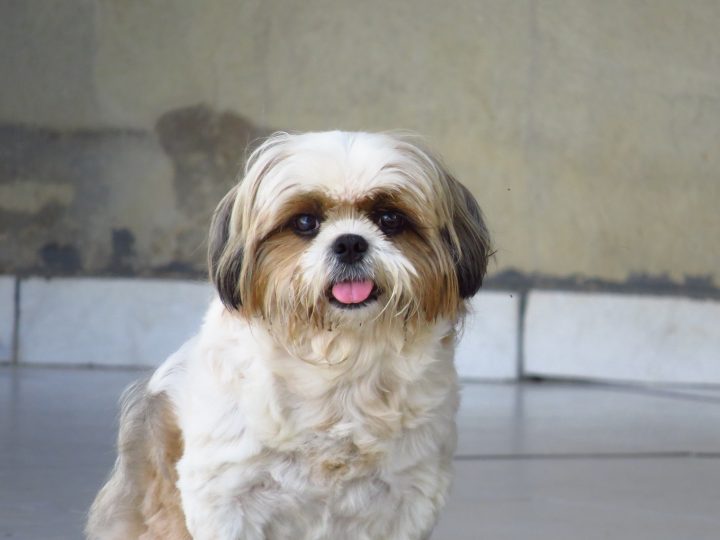 shih tzu blanc et marron