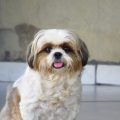 shih tzu blanco y marrón