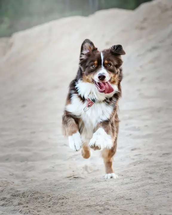 eau de coco pour reconstituer l'hydratation du chien