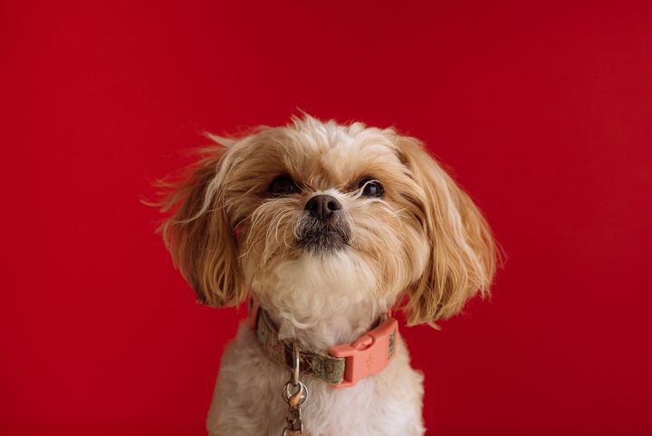 Bella the shih tzu