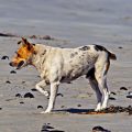 Why Is My Dog Limping And When To Contact Your Vet
