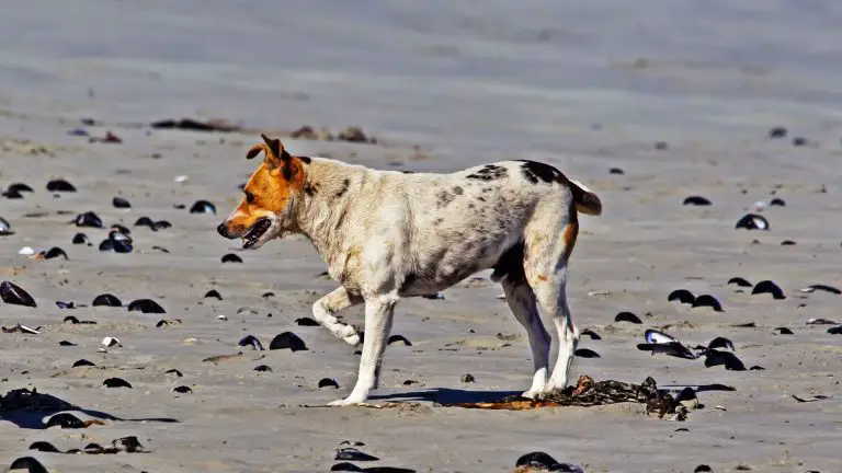 ¿Por qué mi perro cojea y cuándo contactar a su veterinario?