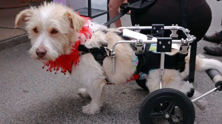 Perché il mio cane zoppica e quando contattare il veterinario