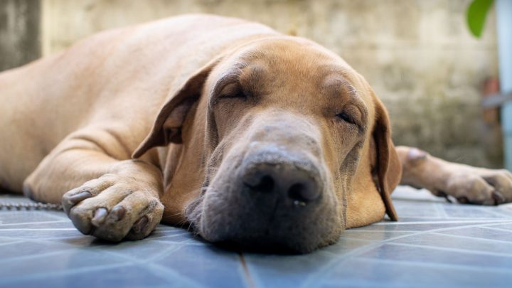 Il cane sembra congestionato: cosa fare?