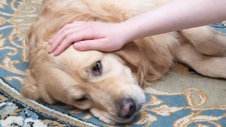 Cómo saber si un perro tiene fiebre