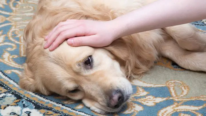 Come dire se un cane ha la febbre