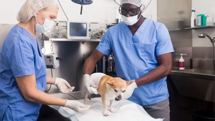 Combien coûte la stérilisation d'un chien ?