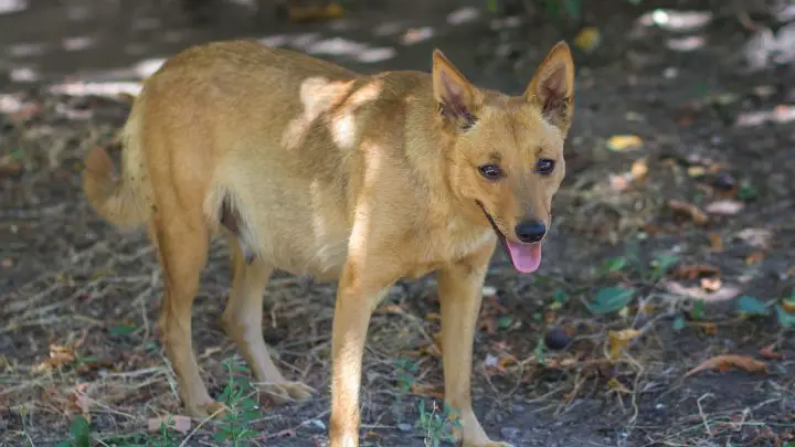 Come sapere se il tuo cane è incinta - Segni principali