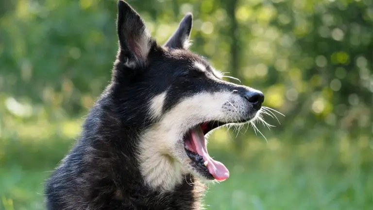 ¿Por qué mi perro está tosiendo?