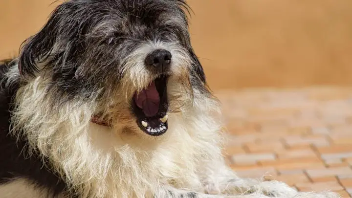 Pourquoi mon chien tousse-t-il ?