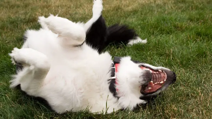 Wie man einem Hund beibringt, sich umzudrehen