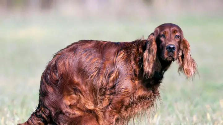 Was kann man einem Hund bei Verstopfung geben?