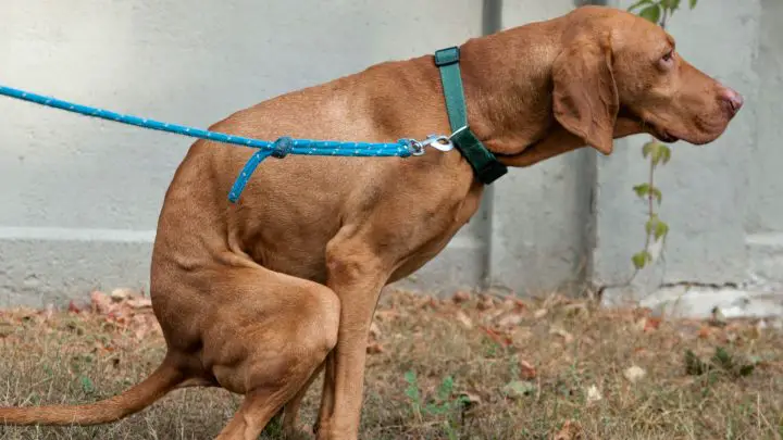 Qué darle a un perro para el estreñimiento