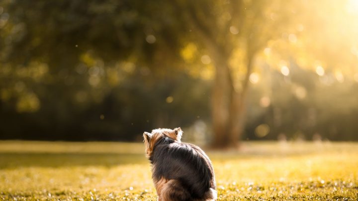 Was kann man einem Hund bei Verstopfung geben?