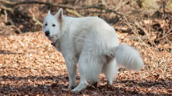Qu'est-ce qui cause le caca de chien orange?
