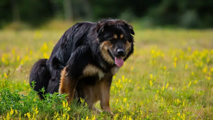 Was verursacht orangefarbenen Hundekot?