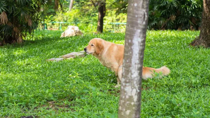 ¿Qué causa la caca de perro naranja?