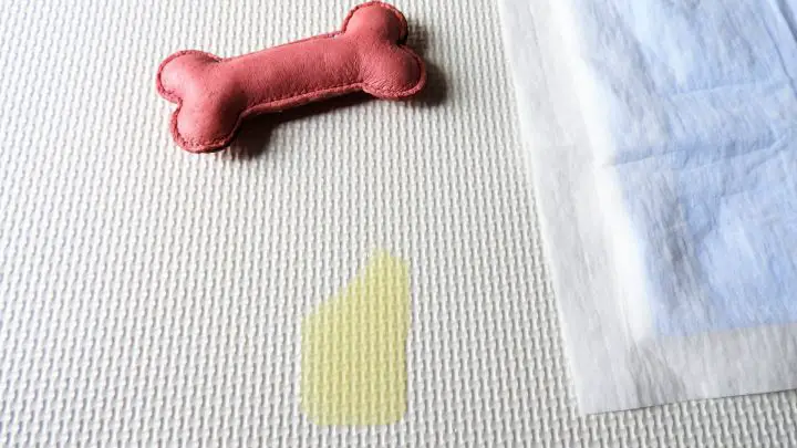 Comment faire sortir l'urine de chien d'un tapis