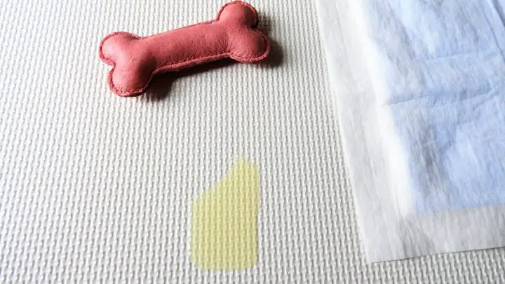 How To Get Dog Pee Out Of Carpet