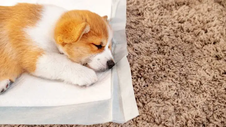 Cómo sacar orina de perro de la alfombra