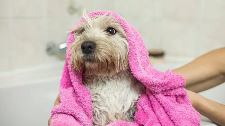 ¿Con qué frecuencia debe lavar a su perro?