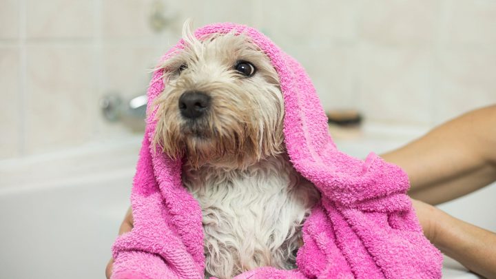 À quelle fréquence devez-vous laver votre chien ?