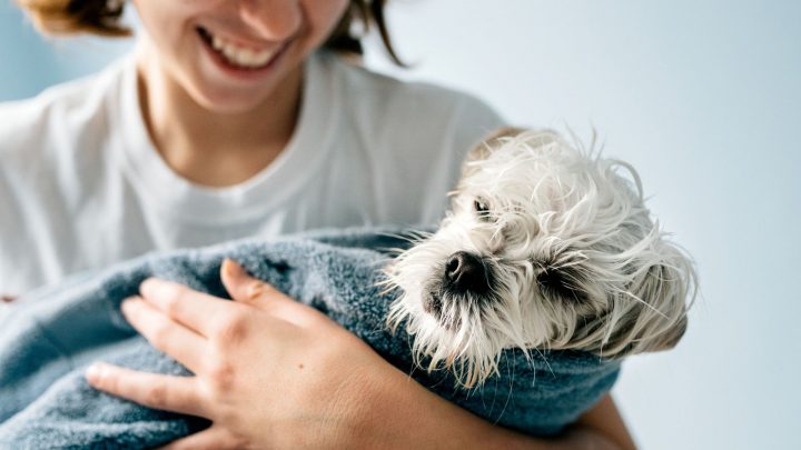 ¿Con qué frecuencia debe lavar a su perro?