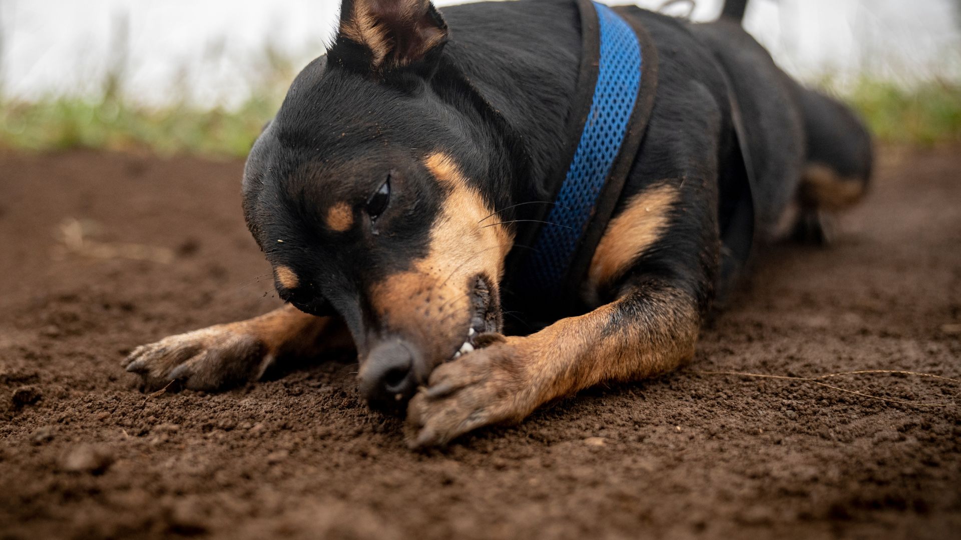Why Does My Dog Lick His Paws? Walkies and Whiskers