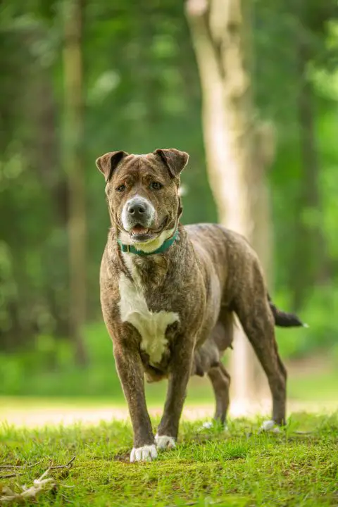 Come sapere se il tuo cane è incinta