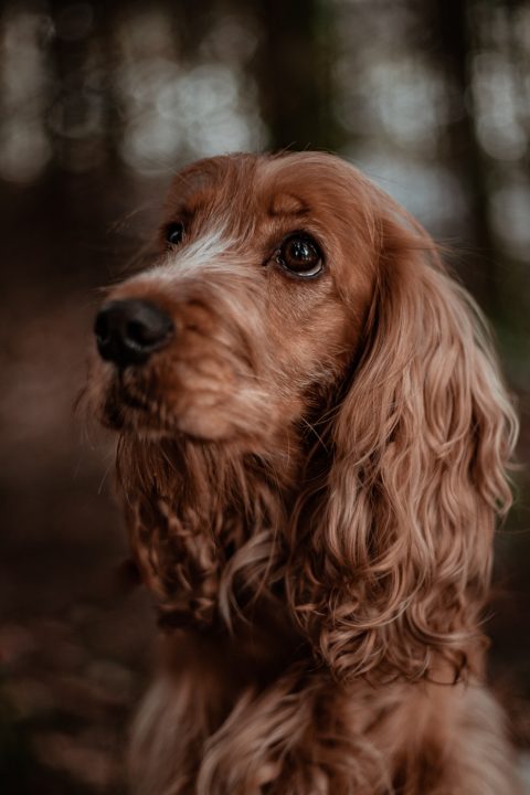 Les Cocker Spaniels perdent-ils?