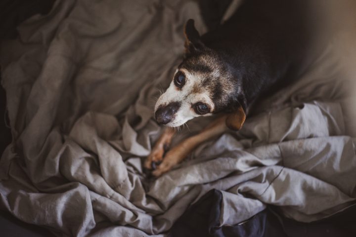 chien senior noir et marron