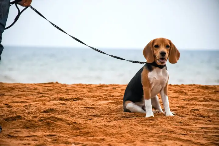 black and tan beagle sitting on sand with leash