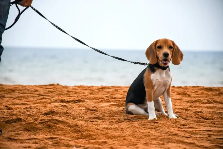 Beagle negro y fuego sentado en la arena con correa