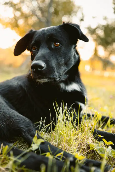 Schwarz-weißer, kurzhaariger, mittelgroßer Hund