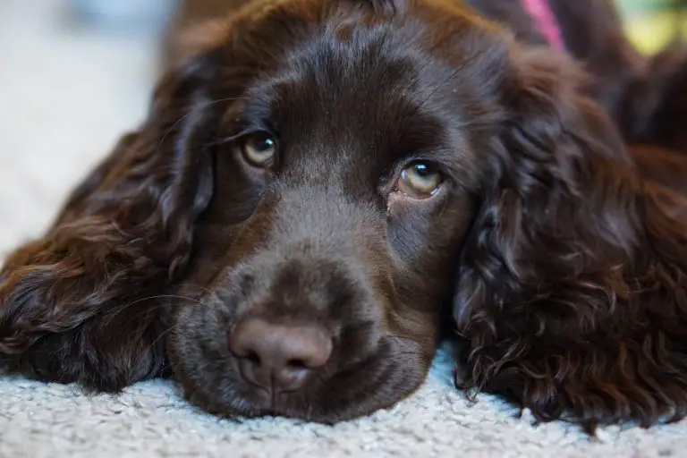 Les Cocker Spaniels perdent-ils?