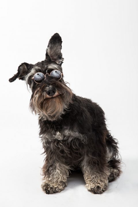 schnauzer noir aux ongles noirs