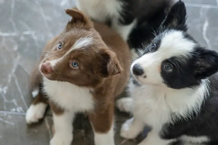 Cachorro mezcla de border collie marrón y blanco con ojos claros