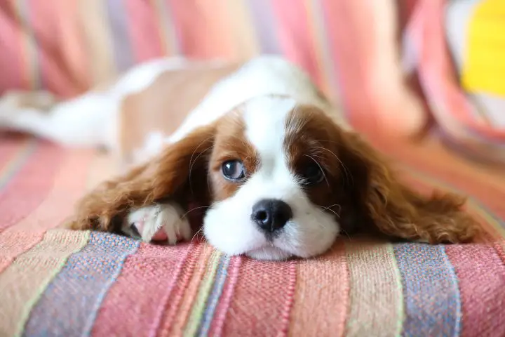 petit chiot brun et blanc poil long