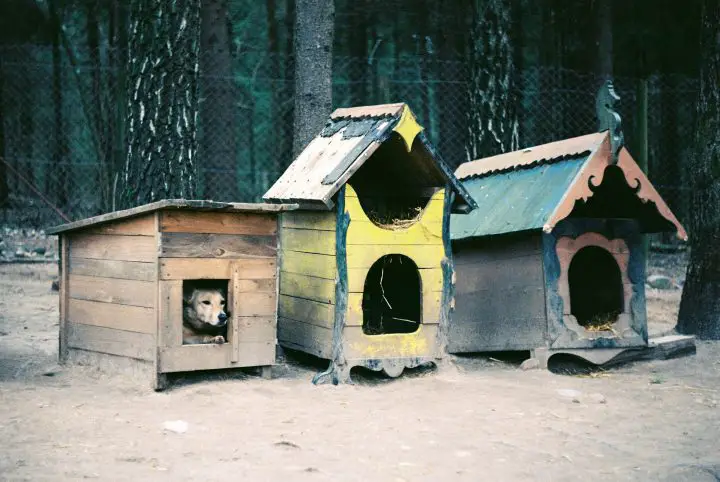 casas para perros