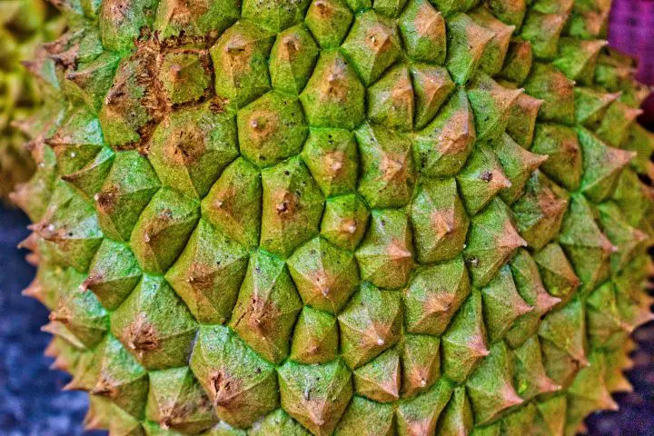 Durian Fruit