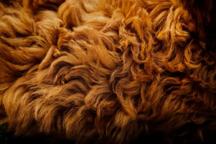 fur texture