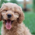 puppy breath smells like fish