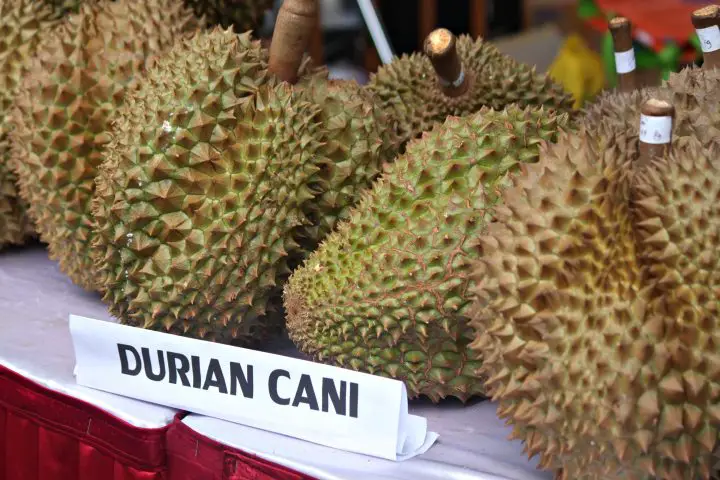 Can Dogs Eat Durian?