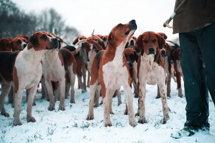 hounds