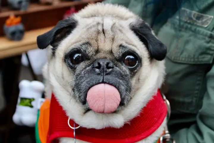 It´s Halloween weekend at Salem. Thousands of people wearing great costumes. I´m very excited taking pictures and suddenly I meet this pug who made my day!! he pulled his tongue for me!