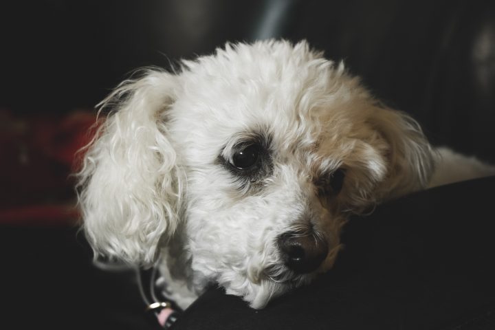 curly haired white dog