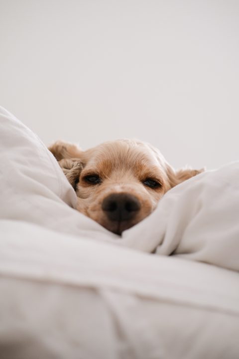 Millie, der Cocker Spaniel, isoliert sich während des Coronavirus-Ausbruchs selbst.