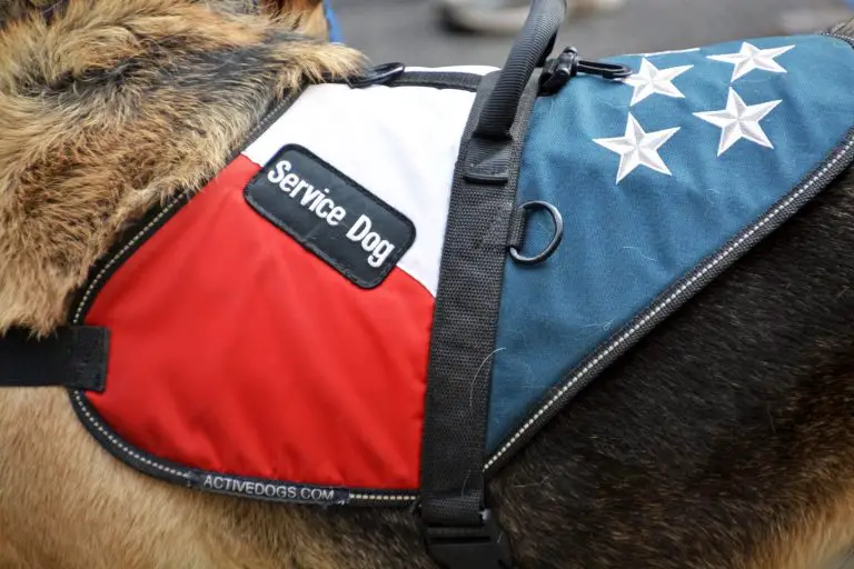 Cane di servizio di New York City